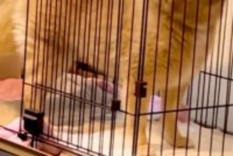 『ポメラニアン…？』もはや小型犬とは思えない『巨大すぎる光景』に23万再生の反響「唯一無二でかわいいｗ」「スピッツみたいになってて草」