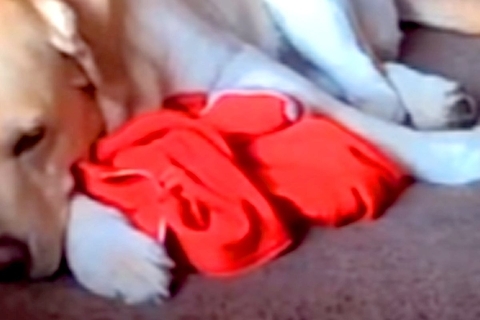 突然入院した女性→病室から『自宅で待つ大型犬』を確認した結果…今すぐに帰りたくなる『涙の光景』が12万再生「胸が痛い…」「寂しいよね」