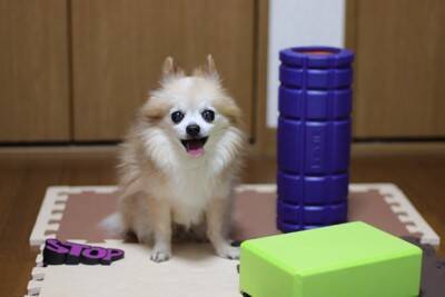 犬が『家の中を徘徊』する理由5つ　ウロウロと歩き回るのはなぜ？病気の可能性まで