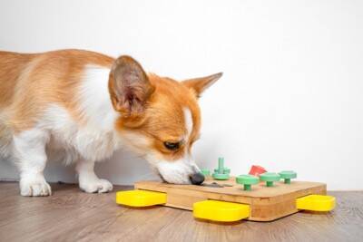 犬が『家の中を徘徊』する理由5つ　ウロウロと歩き回るのはなぜ？病気の可能性まで