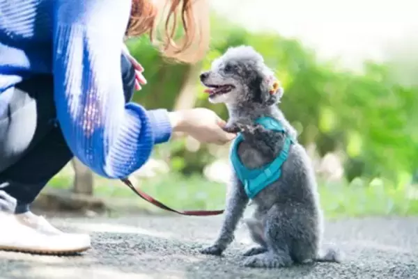 成犬になってから『しつけ』をすることは可能なの？子犬をトレーニングする場合と大きく違う点まで
