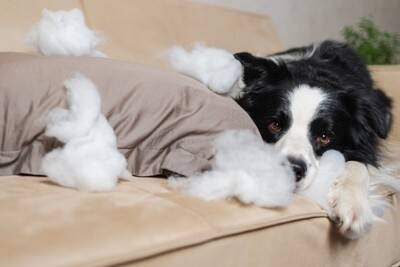 成犬になってから『しつけ』をすることは可能なの？子犬をトレーニングする場合と大きく違う点まで