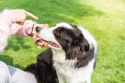 成犬になってから『しつけ』をすることは可能なの？子犬をトレーニングする場合と大きく違う点まで