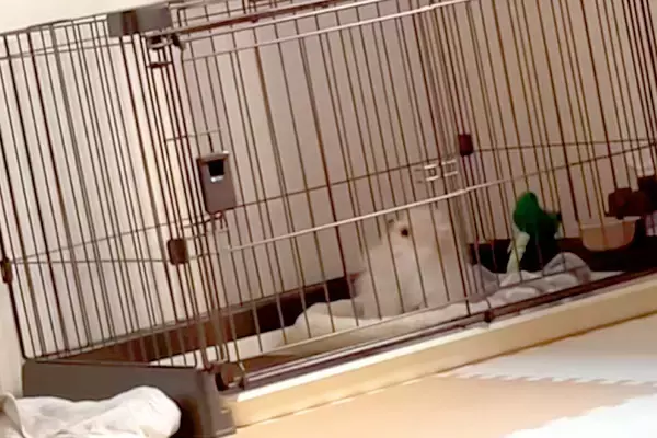 生まれて初めて『ピアノの音』を聞いた子犬→首を思いっきりかしげて…犬生1週目すぎる『愛おしい反応』が55万再生「天使みたいな可愛さ」