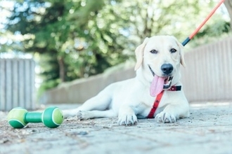 『真夏に犬の散歩』行かない方がいいの？どうしても必要な場合の注意点まで