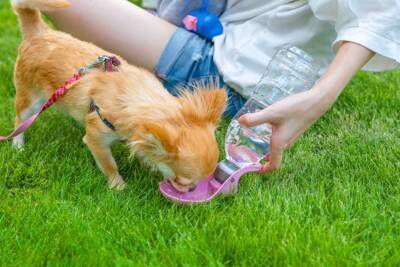 『真夏に犬の散歩』行かない方がいいの？どうしても必要な場合の注意点まで
