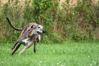 犬の『皮膚が伸びる』のはなぜ？主な理由や病気を早期発見するためのチェック方法まで