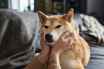 犬の『皮膚が伸びる』のはなぜ？主な理由や病気を早期発見するためのチェック方法まで