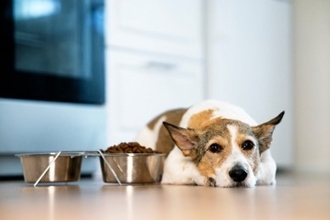 犬が『ご飯を食べない』4つの原因　フードを残してしまう理由や対策まで