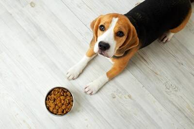 犬が『ご飯を食べない』4つの原因　フードを残してしまう理由や対策まで