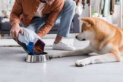 犬が『ご飯を食べない』4つの原因　フードを残してしまう理由や対策まで