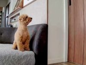 犬に会うため、実家を出てから初めて『帰省した』結果→ペットカメラが捉えた『再会の瞬間』が10万再生「愛おしすぎる」「5秒で泣いた」と絶賛