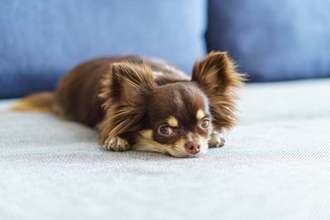 犬が『放心状態』でぼーっとしてるときの心理4つ　無気力状態になってしまう理由や対処法まで