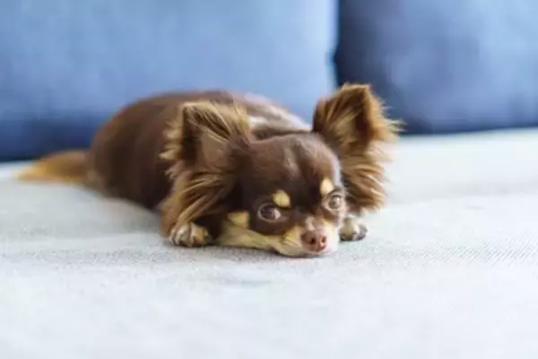 犬が『放心状態』でぼーっとしてるときの心理4つ　無気力状態になってしまう理由や対処法まで