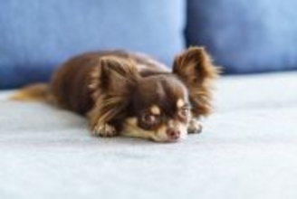 犬が『放心状態』でぼーっとしてるときの心理4つ　無気力状態になってしまう理由や対処法まで