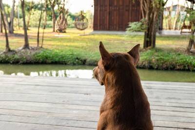 犬が『放心状態』でぼーっとしてるときの心理4つ　無気力状態になってしまう理由や対処法まで