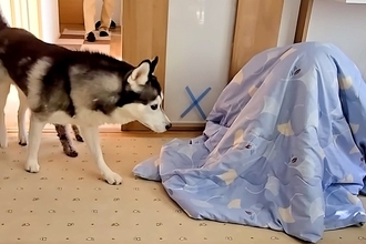 犬たちに内緒で『お兄ちゃんが帰省した』結果→布団に隠れていたら…『1年ぶりの再会』で感情が大爆発する光景が99万再生「たまらん…」