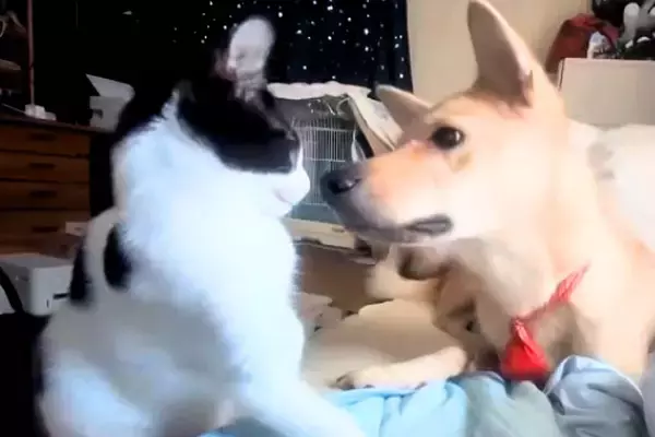 保護した猫が新しい家族のもとへ→里親さんから映像が送られてきて…『先住犬と仲良くなれた瞬間』が泣けると34万再生「尊い」「優しい時間」