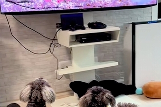 テレビで『犬の番組』が始まると、ワンコたちが興味津々になり…まるで『人間の子どものような光景』が12万再生「べスポジｗ」「幸せ空間」