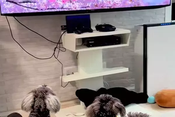 テレビで『犬の番組』が始まると、ワンコたちが興味津々になり…まるで『人間の子どものような光景』が12万再生「べスポジｗ」「幸せ空間」
