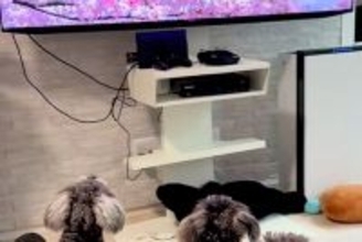 テレビで『犬の番組』が始まると、ワンコたちが興味津々になり…まるで『人間の子どものような光景』が12万再生「べスポジｗ」「幸せ空間」