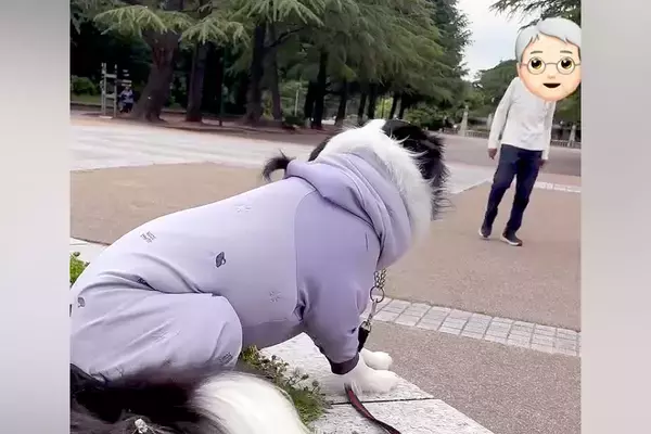 散歩中、おじいちゃんとおばあちゃんに会った犬→見つけた瞬間に駆け寄って…あまりにも尊い光景が144万再生「幸せだね」「羨ましすぎる」