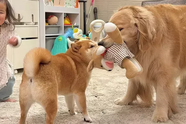 2歳の女の子のぬいぐるみが『柴犬に取られてしまった』結果→大型犬が取り返そうとして…想像と違う展開が26万再生「笑ったｗ」「優しすぎ」