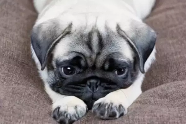 犬に苦痛を与える『飼い主のNG行為』5選　デメリットとなる対応や今すぐ改善すべき行動まで