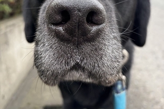 外出中、雨が降ってきた結果→大型犬が想像以上に嫌がって…ため息が聞こえてきそうな『不満顔』に爆笑「人間みたいで草」「わかりやすすぎｗ」