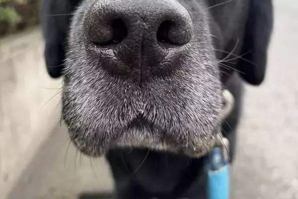 外出中、雨が降ってきた結果→大型犬が想像以上に嫌がって…ため息が聞こえてきそうな『不満顔』に爆笑「人間みたいで草」「わかりやすすぎｗ」