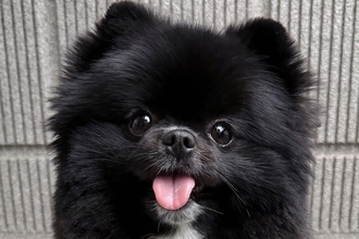 『見えますか…？』胸に"棒人間"がいる犬→思わず納得する一枚に2万いいね「本当にいるｗ」「秘密を知ってしまった気分」「腹抱えて笑った」