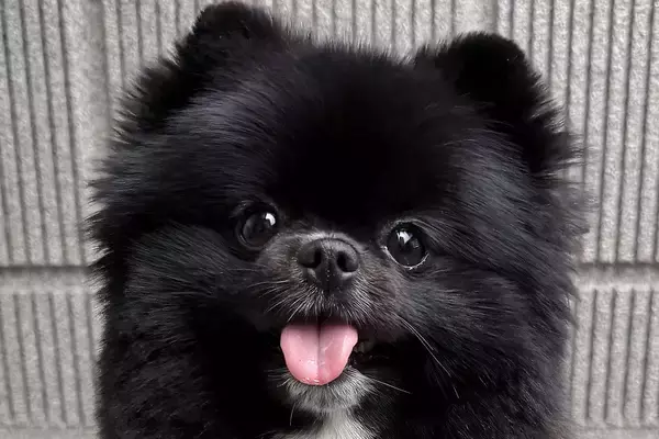 『見えますか…？』胸に"棒人間"がいる犬→思わず納得する一枚に2万いいね「本当にいるｗ」「秘密を知ってしまった気分」「腹抱えて笑った」