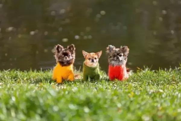 洋服を着せたほうがいい犬の特徴5つ　服が必要な理由を犬種別にご紹介