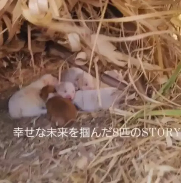 草むらの中にいた『7匹の赤ちゃん犬』を保護した結果…思わず涙が出る『現在の光景』が11万再生「泣いてしまった」「本当によかった」と感動
