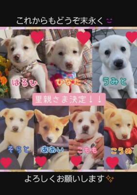 草むらの中にいた『7匹の赤ちゃん犬』を保護した結果…思わず涙が出る『現在の光景』が11万再生「泣いてしまった」「本当によかった」と感動