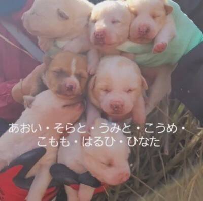 草むらの中にいた『7匹の赤ちゃん犬』を保護した結果…思わず涙が出る『現在の光景』が11万再生「泣いてしまった」「本当によかった」と感動