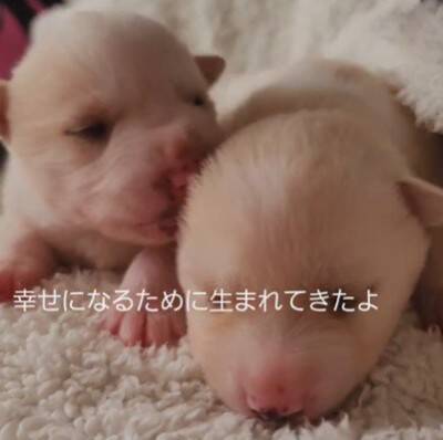 草むらの中にいた『7匹の赤ちゃん犬』を保護した結果…思わず涙が出る『現在の光景』が11万再生「泣いてしまった」「本当によかった」と感動