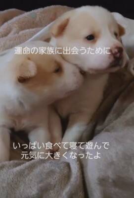 草むらの中にいた『7匹の赤ちゃん犬』を保護した結果…思わず涙が出る『現在の光景』が11万再生「泣いてしまった」「本当によかった」と感動