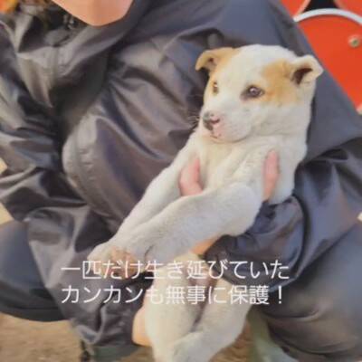 草むらの中にいた『7匹の赤ちゃん犬』を保護した結果…思わず涙が出る『現在の光景』が11万再生「泣いてしまった」「本当によかった」と感動