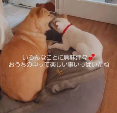 草むらの中にいた『7匹の赤ちゃん犬』を保護した結果…思わず涙が出る『現在の光景』が11万再生「泣いてしまった」「本当によかった」と感動