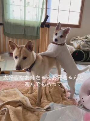 草むらの中にいた『7匹の赤ちゃん犬』を保護した結果…思わず涙が出る『現在の光景』が11万再生「泣いてしまった」「本当によかった」と感動