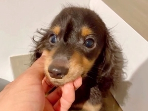 重度の水頭症で『1歳まで生きるのは難しい』と言われた子犬…涙あふれる『ひたむきに生きる姿』に反響「心からおめでとう」「とても幸せそう」