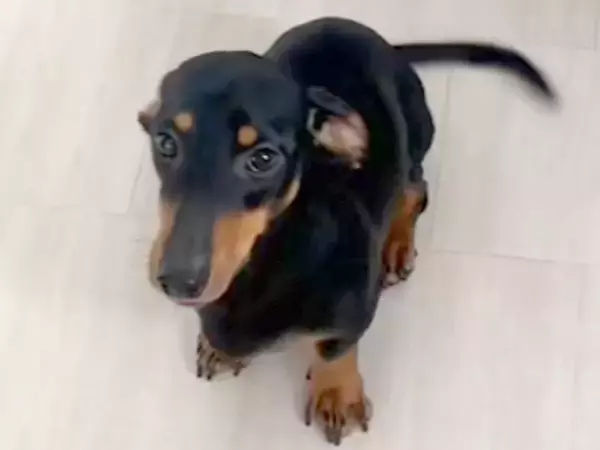 『バーン』を覚えた犬に『おすわり』と言ってみた結果→予想を裏切る『まさかの動き』に反響「ズッコケうまい」「可愛すぎて許しちゃうｗ」