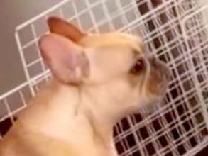 外出したら、娘から『犬の様子』が送られてきて…今すぐ帰りたくなる『子どものように泣く光景』が180万再生「ママ大好きなんだ」「可愛すぎ」