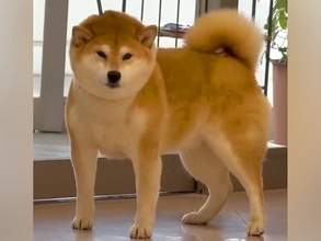 ３匹の犬を動物病院に連れて行った結果…あまりにも違いすぎる『まさかの反応』が12万再生「三犬三様」「病院好きなわんこもいるんだ」と反響