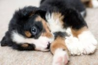 犬につけない方がいい『名前』５選　避けるべきワードや愛犬が覚えやすいおすすめの言葉までご紹介