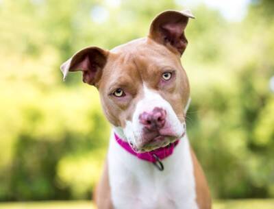 犬につけない方がいい『名前』５選　避けるべきワードや愛犬が覚えやすいおすすめの言葉までご紹介