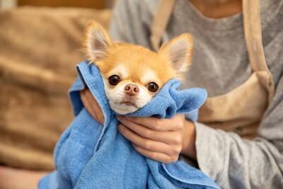 犬の散歩後にやってはいけない『タブー行為』５選　愛犬の体に負担となっていることも…正しい対応まで