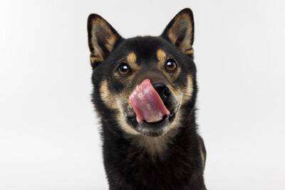 犬の『心理を読み取る』ために注目すべき行動4つ　愛犬の気持ちを理解してあげる方法まで