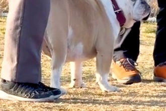 ドッグランにやってきた犬→他人を『飼い主』と間違えてしまい…気づいた瞬間の『表情』が60万再生「横目たまらん」「やってしまったｗｗ」